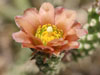 Cylindropuntia ramosissima