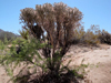 Cylindropuntia ramosissima