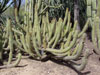 Cleistocactus reae