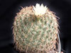 Coryphantha recurvata