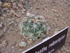 Coryphantha reduncispina