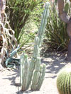 Cereus repandus