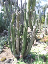 Cereus repandus