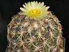 Coryphantha retusa