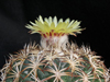 Coryphantha retusa