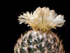 Coryphantha retusa