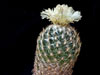 Coryphantha retusa