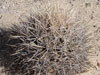 Coryphantha robustispina