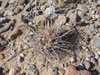 Coryphantha robustispina