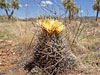 Coryphantha robustispina