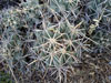 Coryphantha robustispina