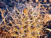 Coryphantha robustispina