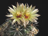 Coryphantha robustispina