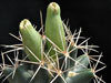 Coryphantha robustispina