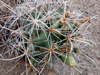 Coryphantha robustispina