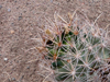 Coryphantha robustispina