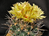 Coryphantha robustispina