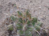 Coryphantha robustispina