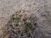 Coryphantha robustispina