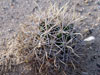 Coryphantha robustispina