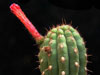Cleistocactus roezlii