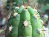 Cleistocactus roezlii