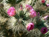 Cylindropuntia rosea