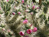 Cylindropuntia rosea