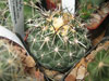 Coryphantha salinensis