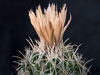 Coryphantha salinensis