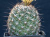 Coryphantha delaetiana