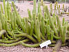 Cleistocactus samaipatanus