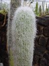 Cephalocereus senilis