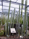 Cephalocereus senilis