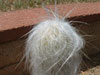 Cephalocereus senilis