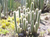 Cleistocactus sepium