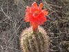 Cleistocactus sepium