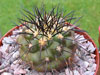 Copiapoa serpentisulcata