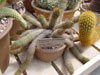 Cleistocactus sextonianus