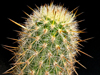 Cleistocactus sextonianus