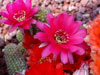 Echinopsis chamaecereus