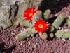 Echinopsis chamaecereus