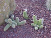 Echinopsis chamaecereus