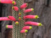 Cleistocactus smaragdiflorus