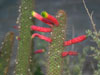 Cleistocactus smaragdiflorus