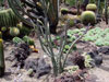 Cereus spegazzinii