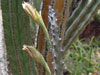 Cereus spegazzinii