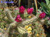 Cylindropuntia spinosior