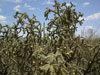 Cylindropuntia spinosior