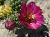 Cylindropuntia spinosior